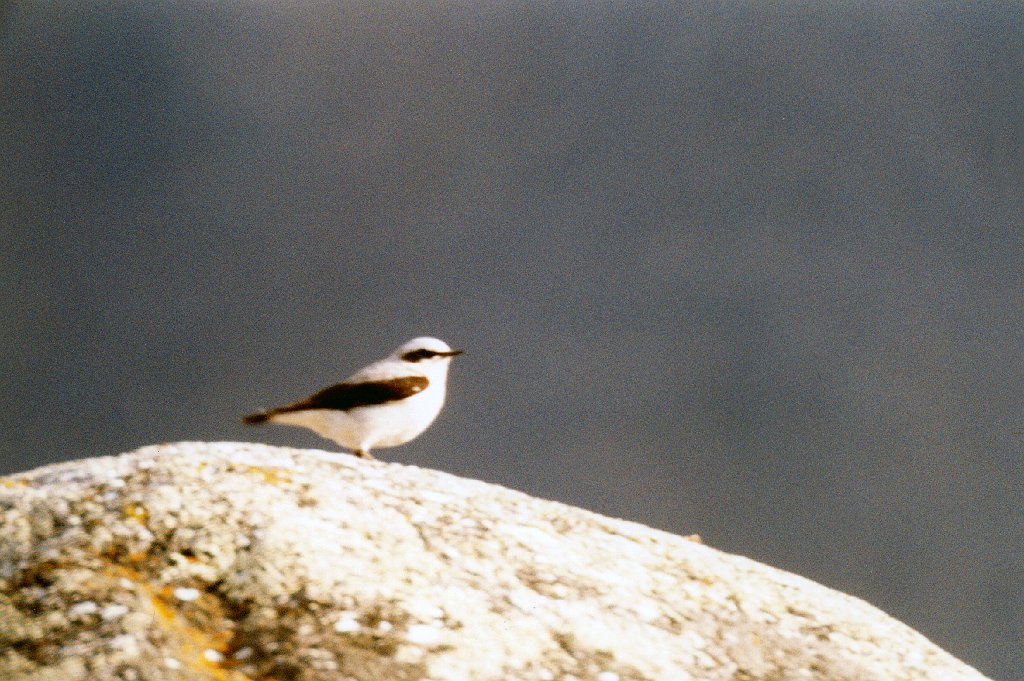 Whitear,Northern, Anaktuvik Pass, AK  06-1996 B06P81I01.jpg - Northern Wheatear